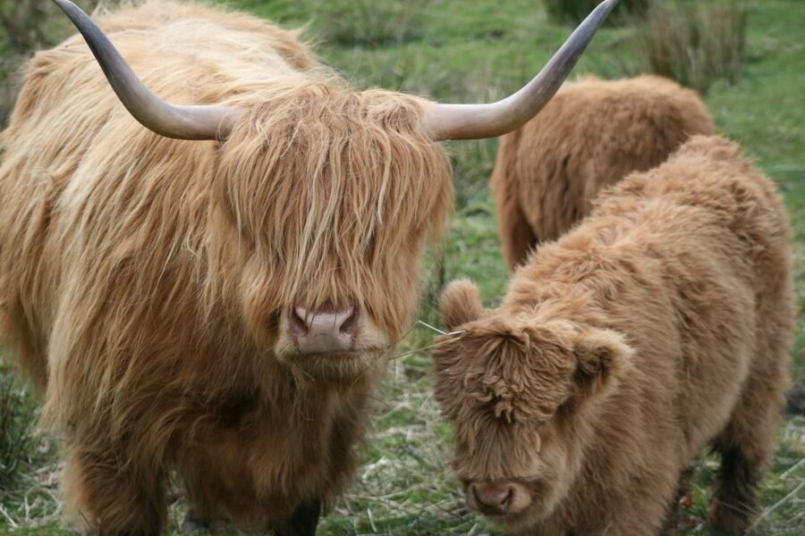 From Edinburgh: Best of Scotland Small-Group Day Tour - Who should book this tour?