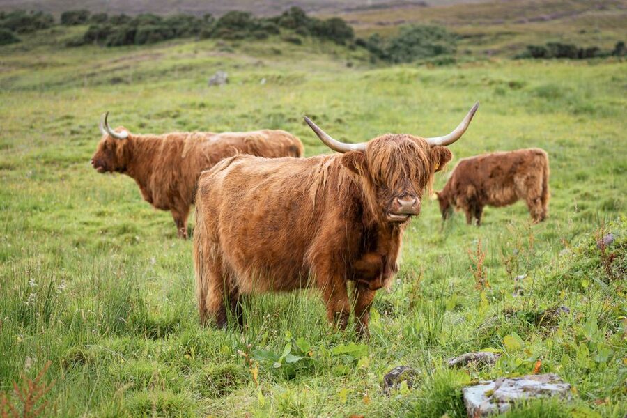 From Edinburgh: Loch Ness and The Highlands Tour - The guides can make or break a long day