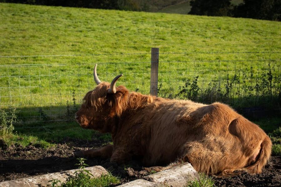 From Edinburgh: Loch Ness, Glencoe & Scottish Highlands Tour - Fort Augustus and the Loch Ness cruise option