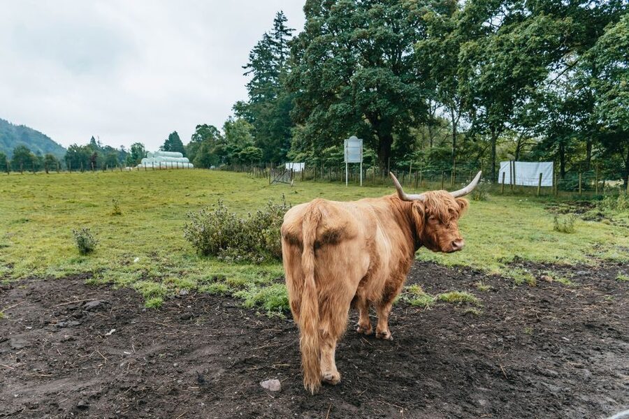 From Edinburgh: Loch Ness, Glenoce & The Highlands Day Tour - Five things to know before booking
