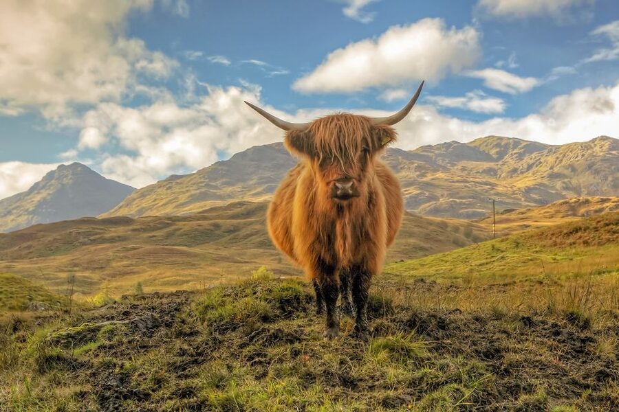 From Glasgow: Loch Lomond, Trossachs & Stirling Castle Tour - Lunch in Aberfoyle, the heart of the Trossachs