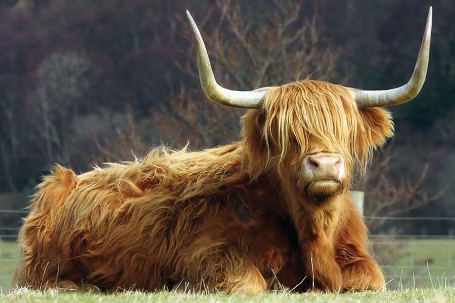 From Glasgow: Oban, Glencoe & West Highland Castles Day Trip - The bus, guide style, and comfort