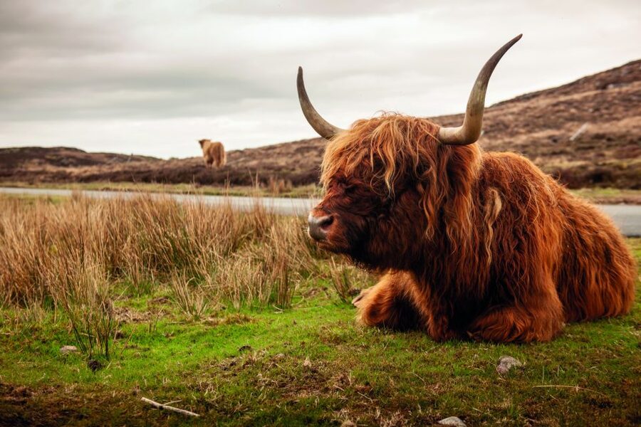 From Inverness: 3-Day Orkney Explorer - Day 3: Kirkwall, the ferry, and Highland memory