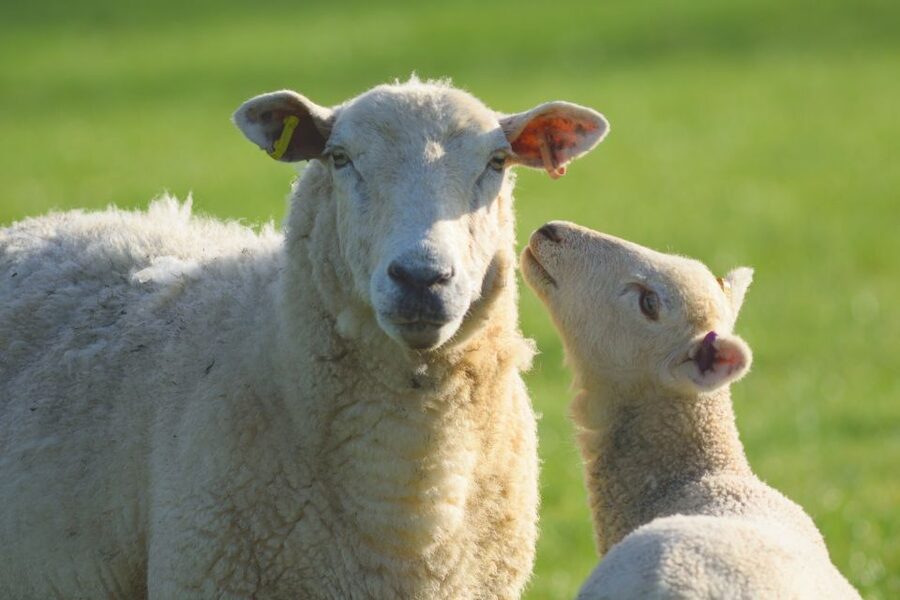 From London: Full-Day Cotswolds Small-Group Tour - Why this Cotswolds day trip works from London