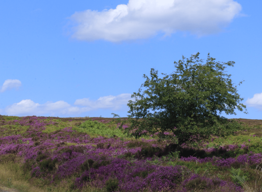 From York: North Moors and Whitby Tour - Is $93 good value for a full day?