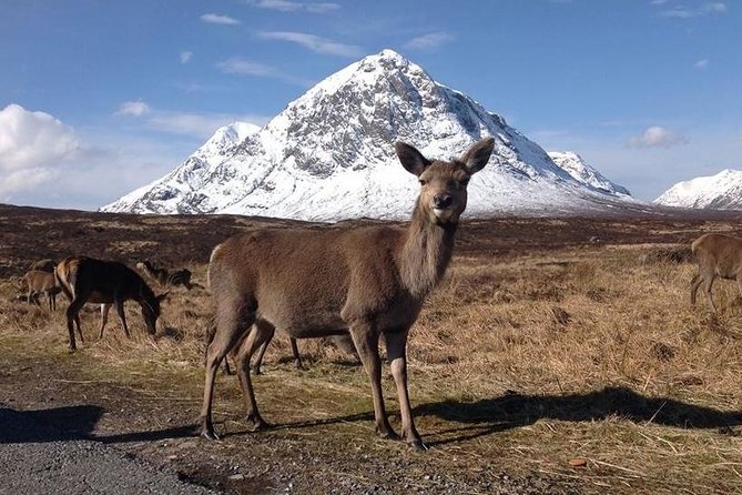 Glasgow: Loch Ness, Glencoe, and the Highlands Day Tour - The guides can make or break the long drive