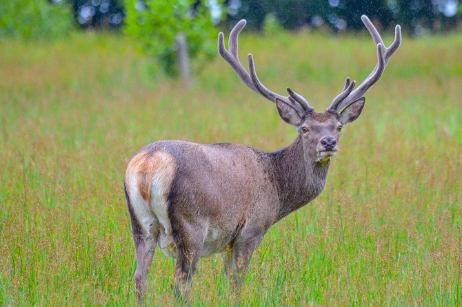 Glenaladale Cruise - Great for wizard spotting! - Wildlife, Binoculars, and Small Comforts
