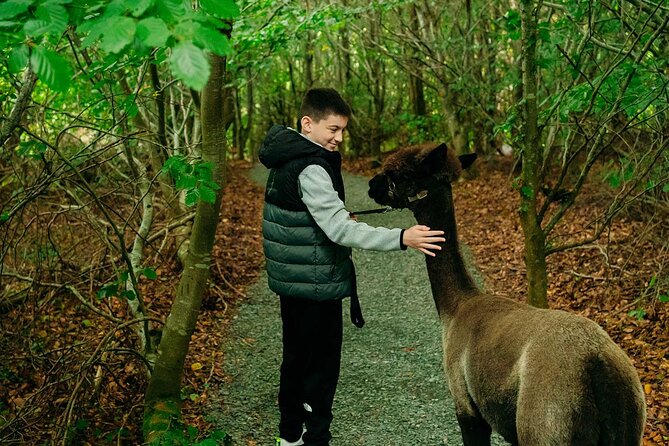 Guided Scenic Alpaca Trekking Experience Northern Ireland - Crossing to the island coffee trailer