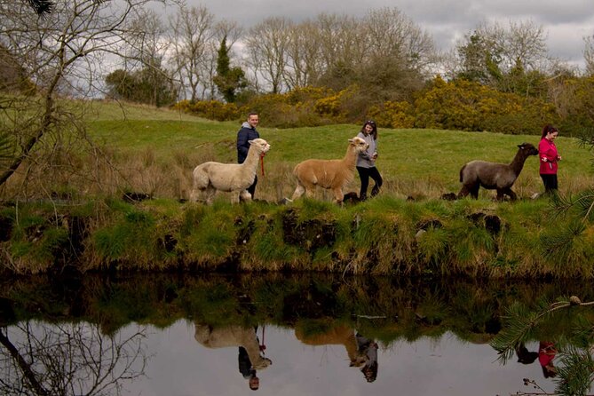 Guided Scenic Alpaca Trekking Experience Northern Ireland - Who will enjoy this most