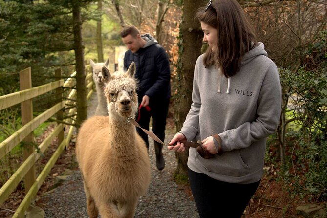 Guided Scenic Alpaca Trekking Experience Northern Ireland - The 30 to 40 minute trail
