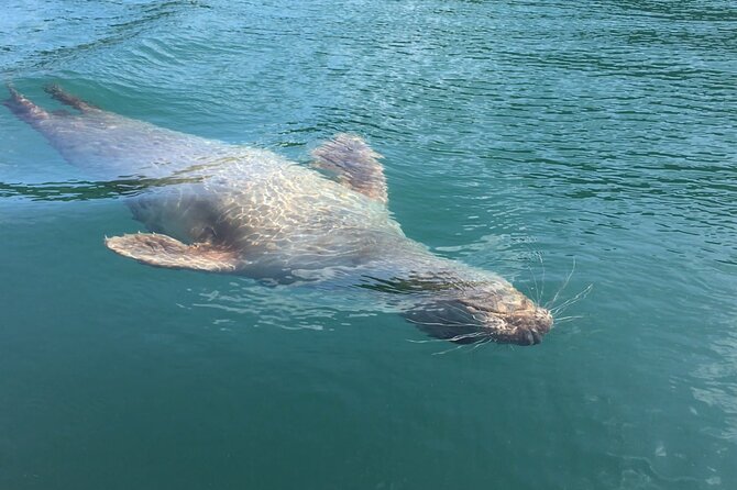 Guided Wildlife and Sea Cave Kayak Safari in English Riviera - Paddling through caves and around rock formations