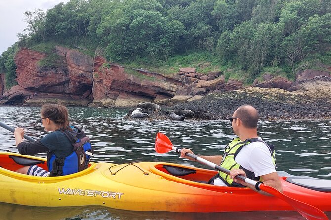 Guided Wildlife and Sea Cave Kayak Safari in English Riviera - Is $76.39 good value?