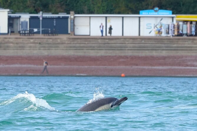 Guided Wildlife and Sea Cave Kayak Safari in English Riviera - Starting at Oddicombe Beach in Torquay