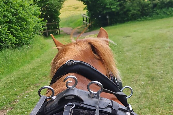 Horse drawn carriage ride york - A countryside ride just outside York