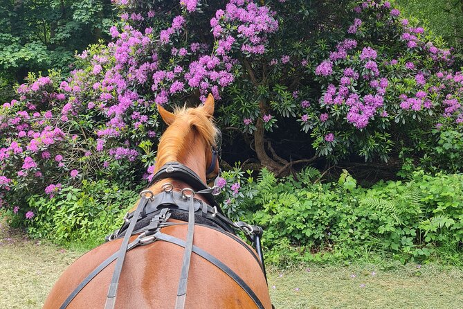 Horse drawn carriage ride york - Who will enjoy this ride most?