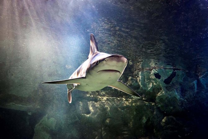 Hunstanton SEA LIFE Sanctuary General Admission Ticket - Quick points to know