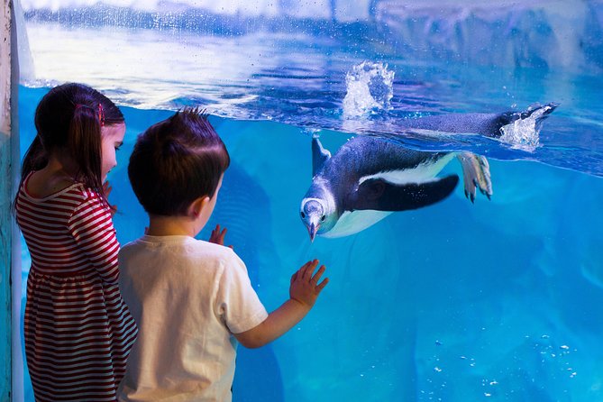 Hunstanton SEA LIFE Sanctuary General Admission Ticket - Walk through the 187,500-litre Ocean Tunnel