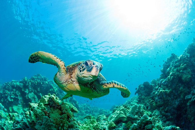 Hunstanton SEA LIFE Sanctuary General Admission Ticket - See tropical reef colors and Amazonia Rivers