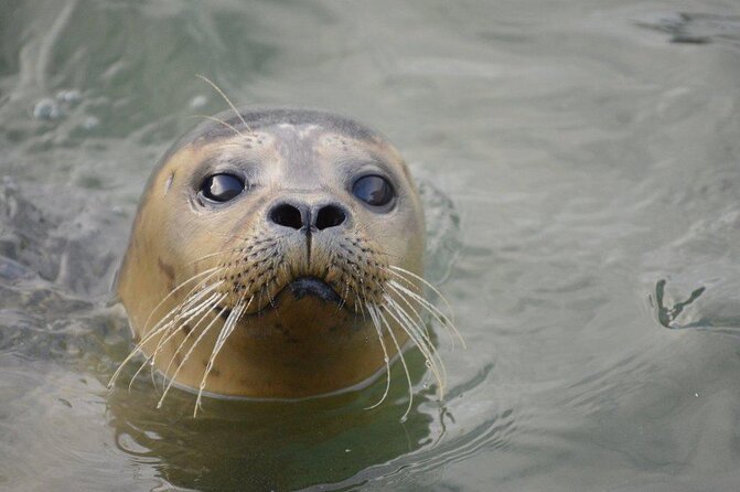 Hunstanton SEA LIFE Sanctuary General Admission Ticket - Why the Seal Rescue Centre matters