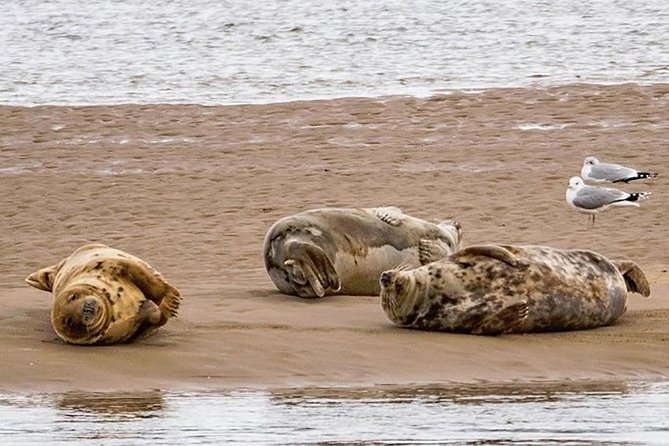 Invergordon Cruise Excursion to Dunrobin Castle, Dornoch and more - Loch Fleet and the chance to spot seals