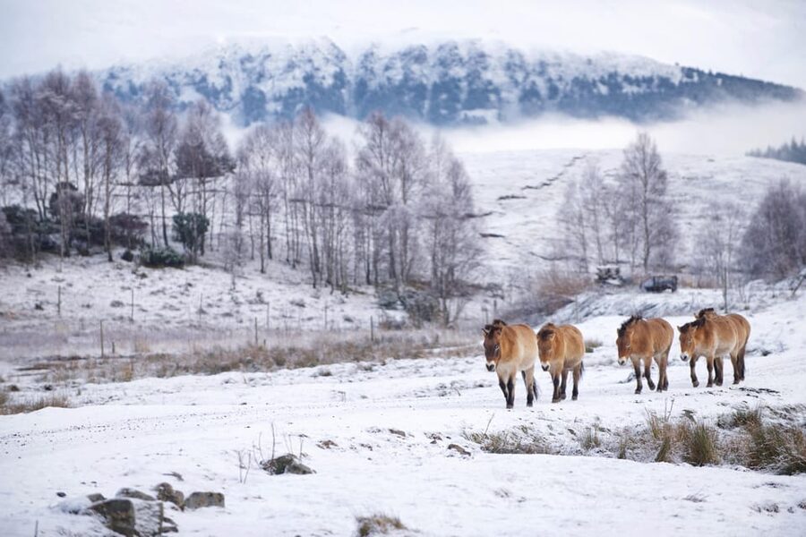 Kingussie: Highland Wildlife Park Entry Ticket - Why this park feels different from an ordinary zoo