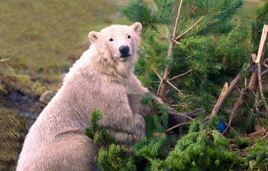Kingussie: Highland Wildlife Park Entry Ticket - Take the drive through the reserve first
