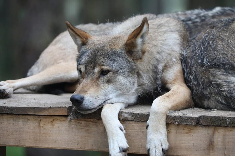 Kingussie: Highland Wildlife Park Entry Ticket - Use talks and keepers to understand the animals