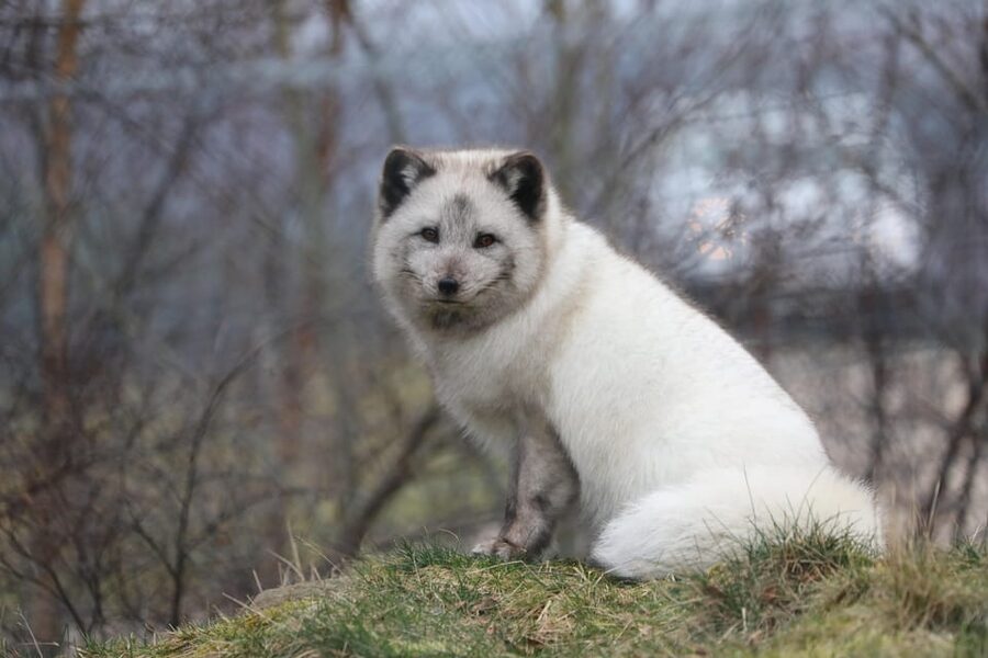 Kingussie: Highland Wildlife Park Entry Ticket - Allow three to five hours, or make it a full day