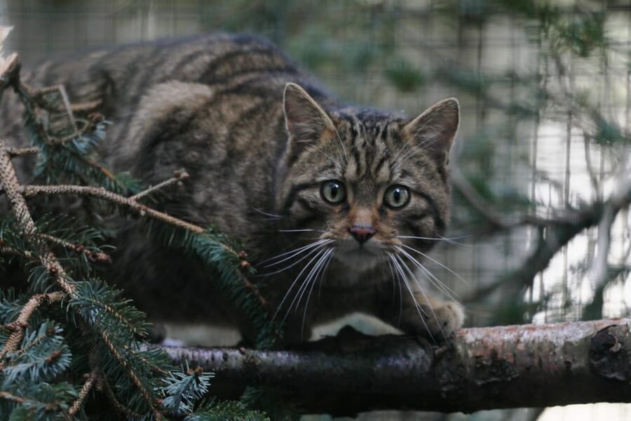 Kingussie: Highland Wildlife Park Entry Ticket - Is $31 good value for a day out?