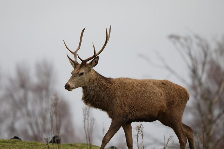 Kingussie: Highland Wildlife Park Entry Ticket - Start at Scotland’s Wildlife Discovery Centre