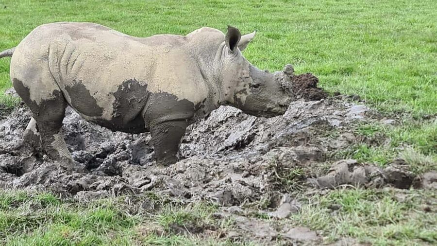 Knowsley: Safari Entry Tickets - Five things to know before you go
