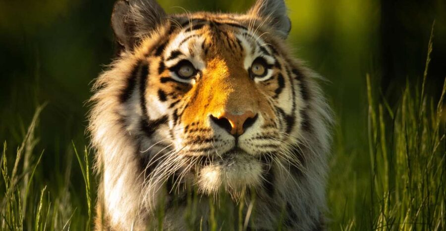 Knowsley: Safari Entry Tickets - Starting with the 550-acre safari drive