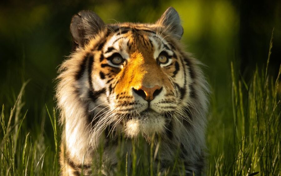 Knowsley: Safari Entry Tickets - The foot safari brings the animals closer