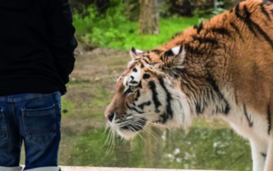 Knowsley: Safari Entry Tickets - What the $33 ticket really includes