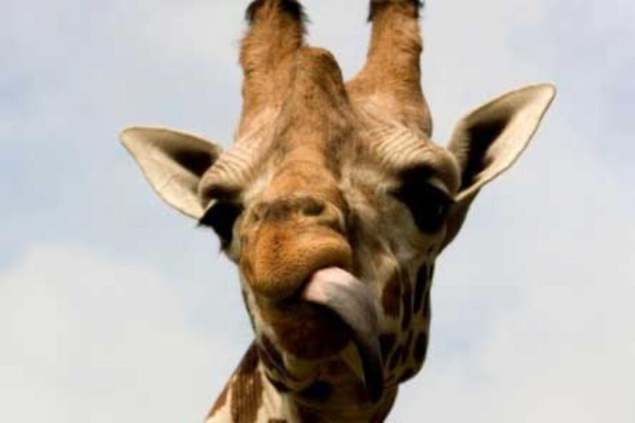 Knowsley: Safari Entry Tickets - Who will enjoy Knowsley Safari most?
