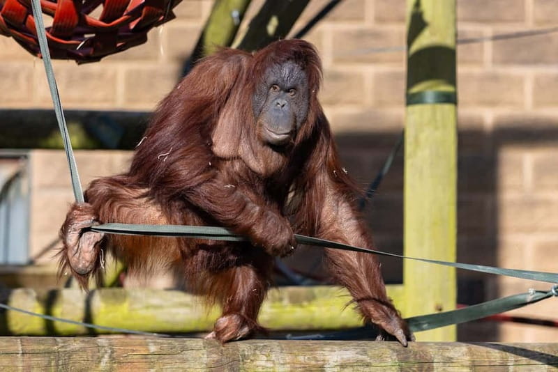 Leicestershire: Twycross Zoo Entry Ticket - Why Twycross Zoo works well for a full family day