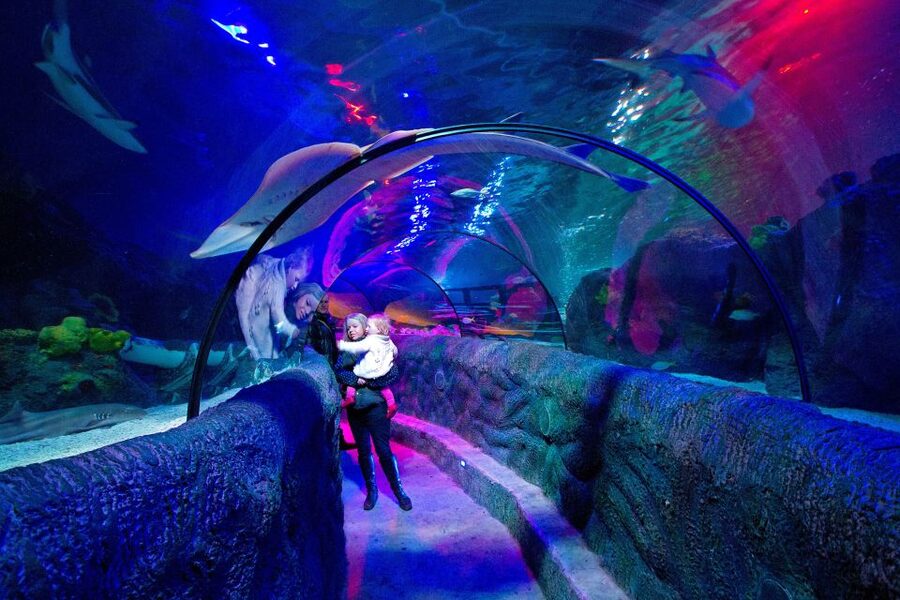 Loch Lomond: Sea Life Entrance Ticket - Key things to know before you go