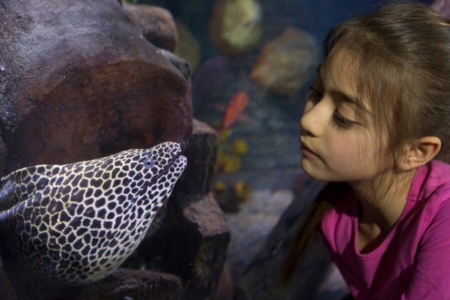 Loch Lomond: Sea Life Entrance Ticket - From Loch Lomond shores to tropical seas