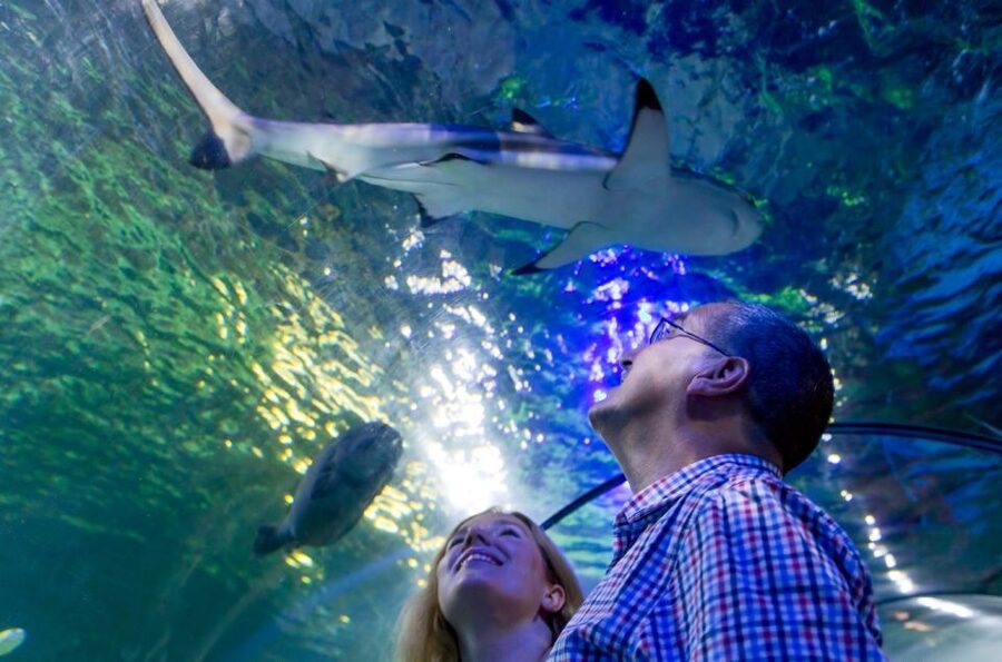 Loch Lomond: Sea Life Entrance Ticket - The Lair of Claws and the sea bed’s predators