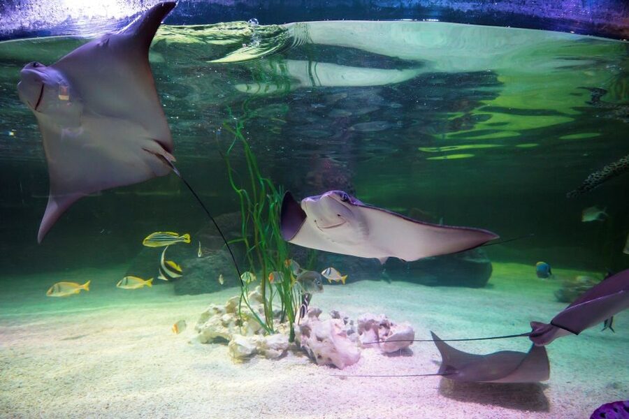 Loch Lomond: Sea Life Entrance Ticket - Big-bellied seahorses and the quiet details