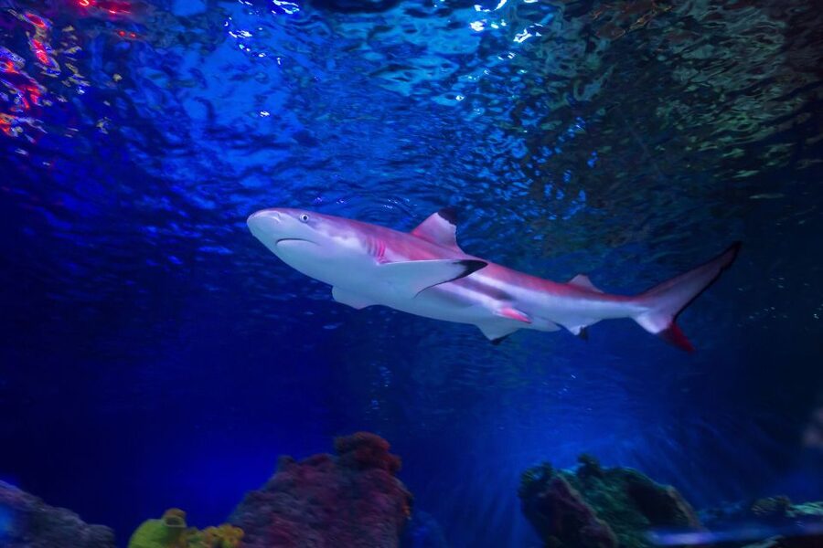 Loch Lomond: Sea Life Entrance Ticket - Bay of Rays and Scotland’s cow nose rays