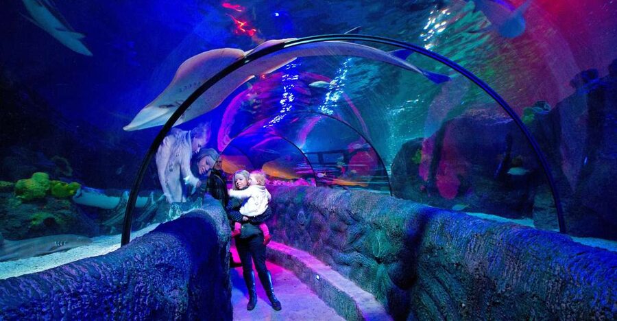 Loch Lomond: Sea Life Entrance Ticket - Scottish lochs and the rare albino dogfish
