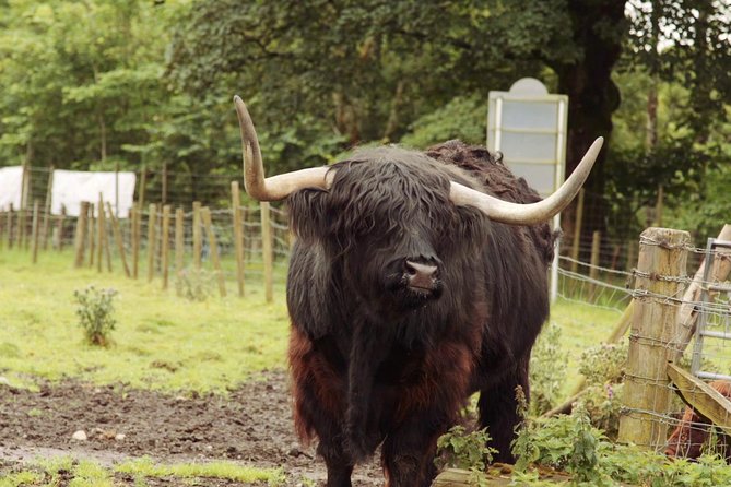 Loch Ness, Glencoe and The Scottish Highlands Tour from Edinburgh - The return to Edinburgh and the Forth Bridge