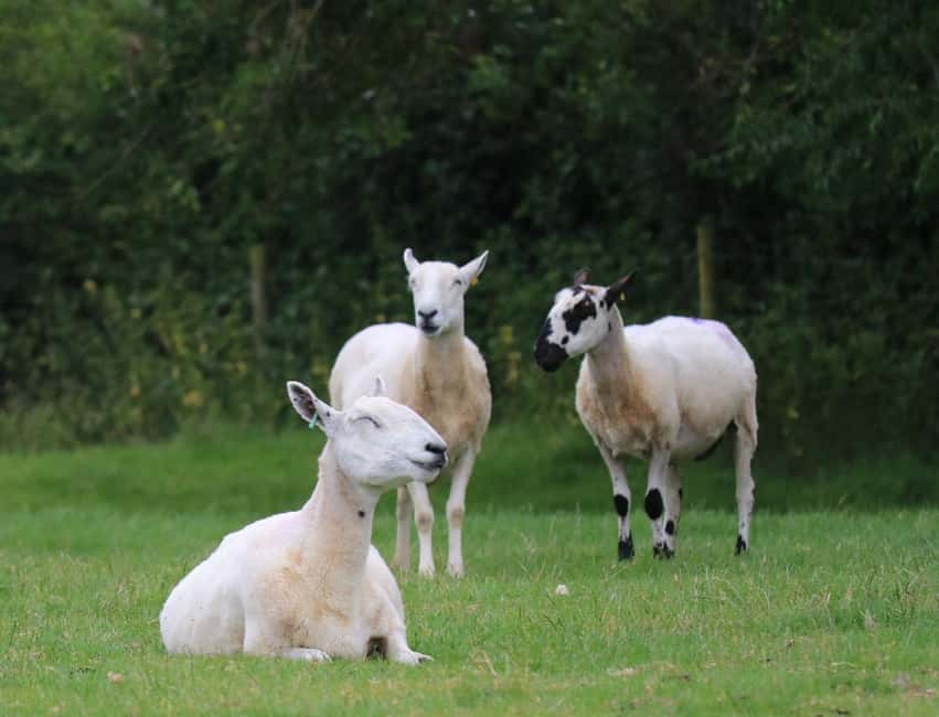 London: Full Day Cotswolds Tour with Shakespeare's Stratford - Bourton-on-the-Water and the River Windrush