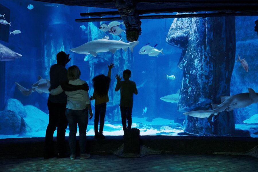London: Madame Tussauds, London Eye & SEA LIFE Combo Ticket - How to arrange the three visits