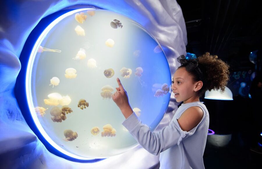 London: Madame Tussauds, SEA LIFE and London Dungeon Entry - Key points to know before booking
