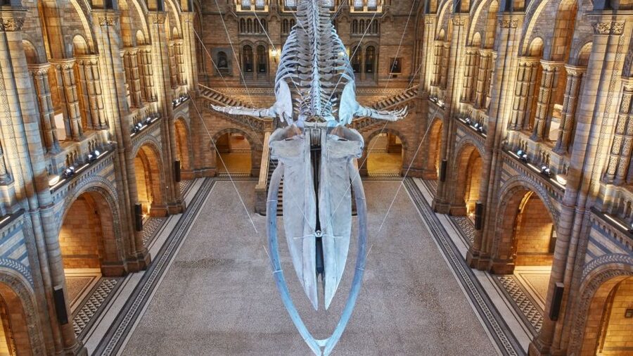 London: Natural History Museum Guided Tour - Archaeopteryx and the link between dinosaurs and birds