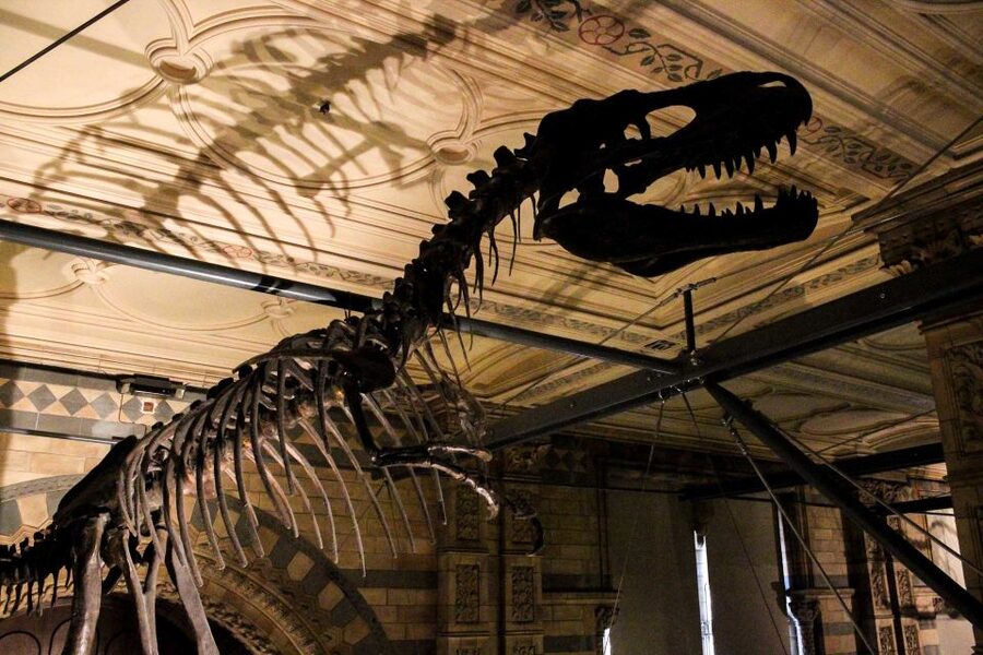 London: Natural History Museum Guided Tour - Pompeii casts and the human cost of disaster