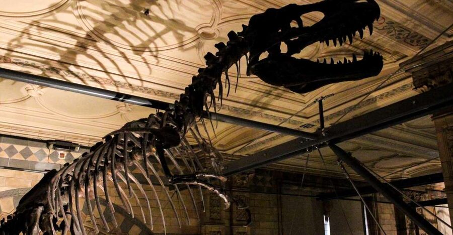 London: Natural History Museum Guided Tour - Iguanodon teeth and the early story of life