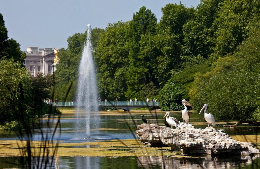 London: Royal Walking Tour with Guard Change & Royal Mews - Green Park and Clarence House